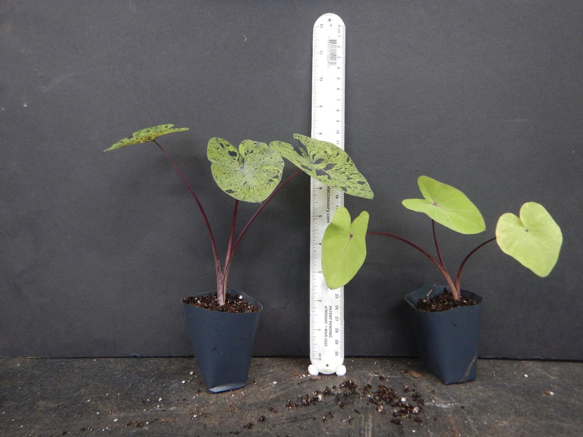 Live Plant - Mojito Elephant Ear Colocasia Esculenta Starter Plant