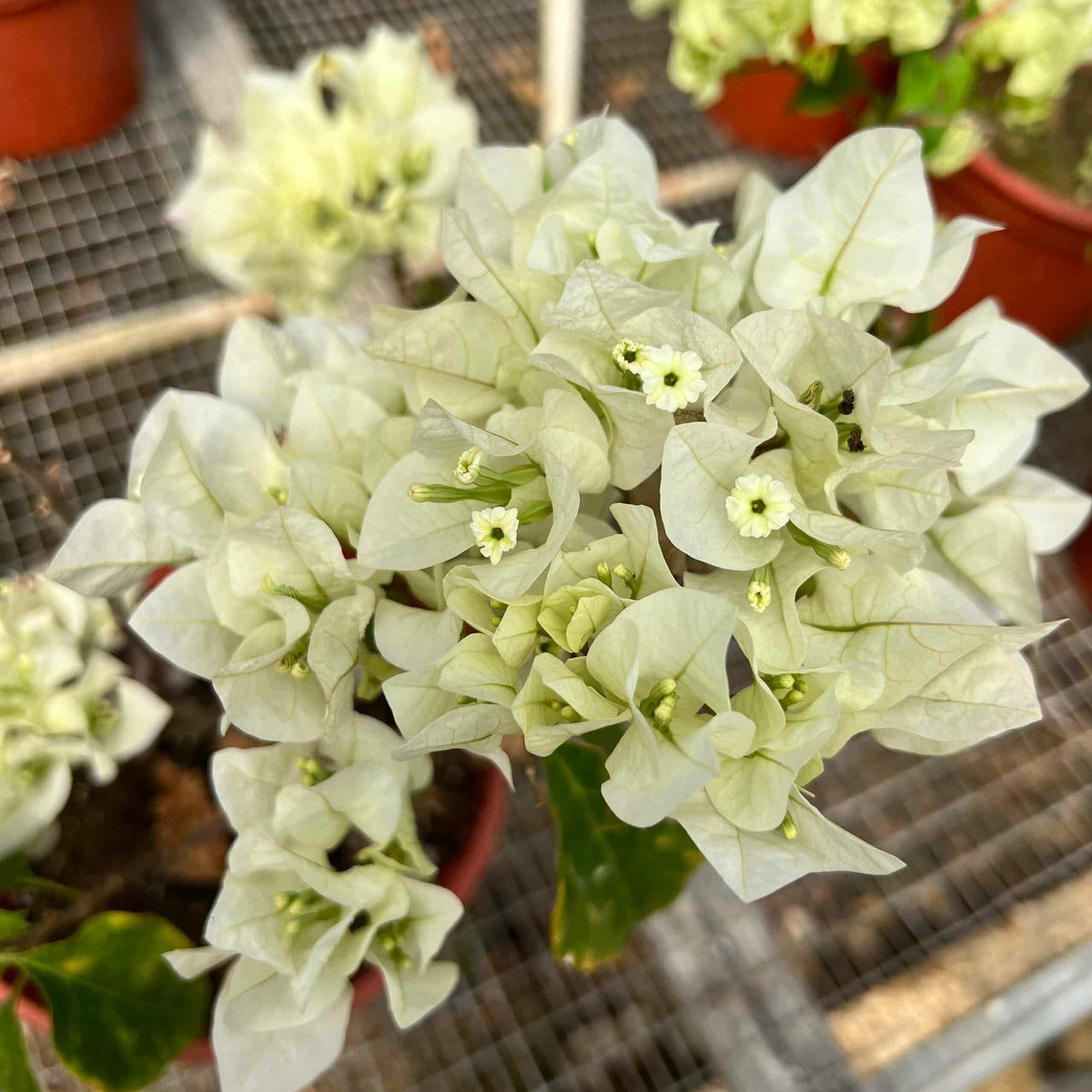 Live Plant - White Flower Plant/White Trinitaria (Bougainvillea Glabra Alba) Live Plant 1โ-2โ Feet Tall