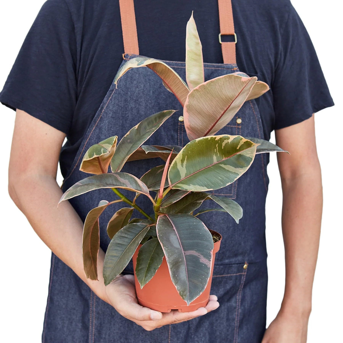 7 Pack Ficus Elastica 'Ruby Pink' in 4in Pot - Live Plants Tropical Houseplants | Variegated | USA Growers | The Snobby Leaf