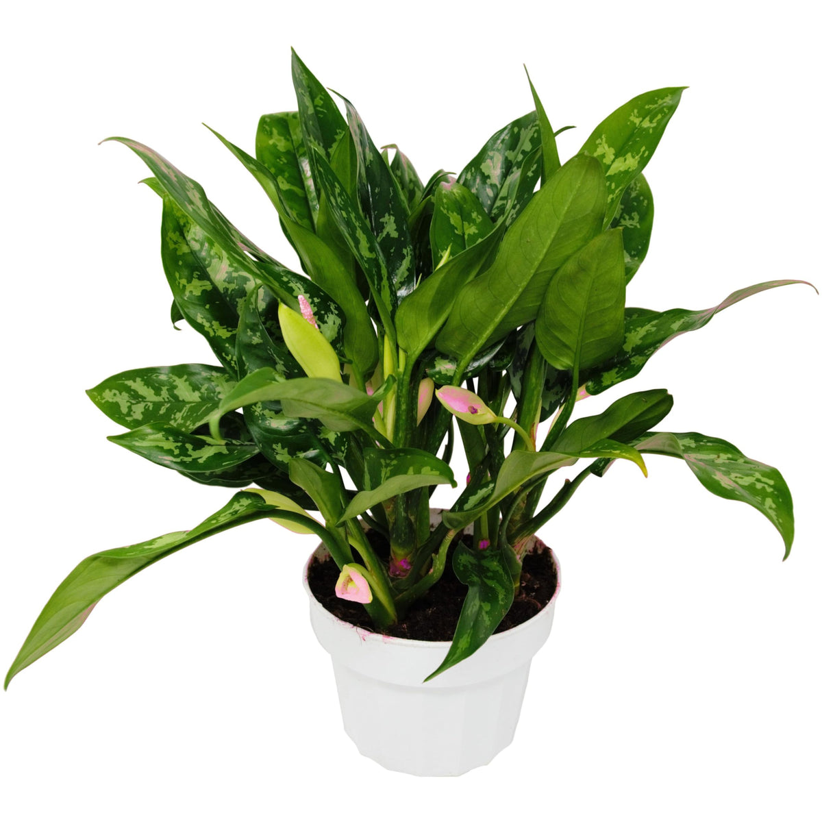 3 Pack Chinese Evergreen 'Maria' in 6in Pot - Live Tropical Houseplant - Easy to Grow | Air Purifying | Variegated | USA Growers | The Snobby Leaf