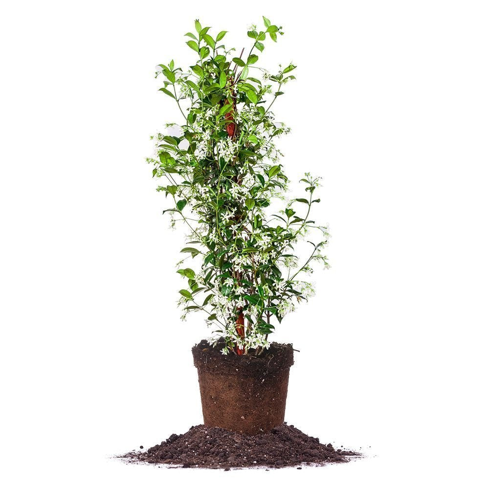 Perfect Plants Confederate Jasmine Live Plant, 3 Gallon Pot, Light Green