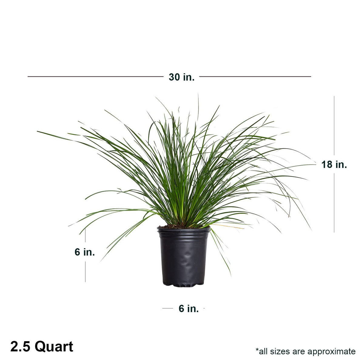 Breeze Lomandra (2.5 Quart) Evergreen Mid-Sized Dwarf Mat Rush Ornamental Grass - Full Sun Zebra Grass