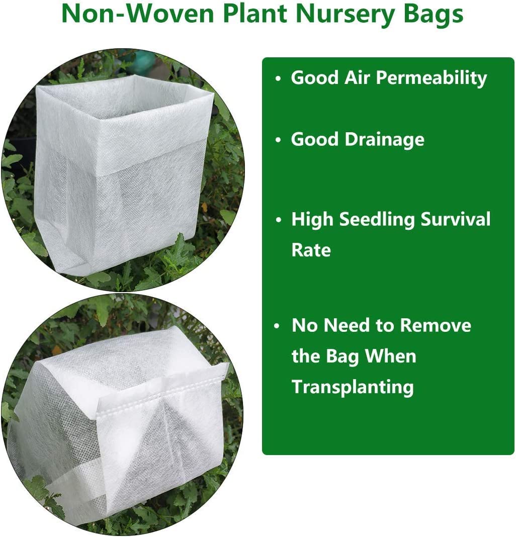 Golden Curls Corkscrew Weeping Willow - Live Plant - Quart Pot