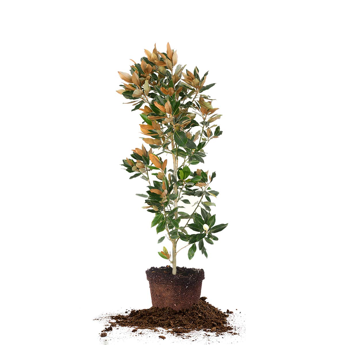 Perfect Plants Little Gem Magnolia Live Plant, 4-5', Includes Care Guide