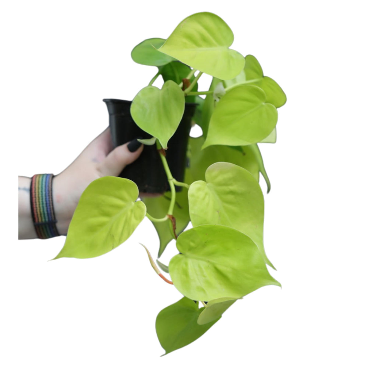 PLANTVERS Heartleaf Lemon Lime Philodendron in a 3" Nursery Pot - Philodendron Cordatum - Low Light Indoor Plants - Office Plant - Houseplant