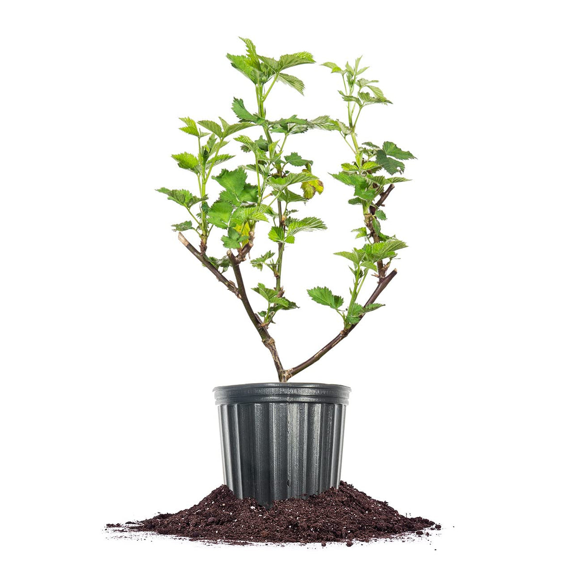 Perfect Plants Triple Crown BlackBerry Bush 1 Gallon | Live Vining Fruit for Outdoor Planting | Large Fruits for Home Gardens | Dark Purple Berries are Sweet & Healthy