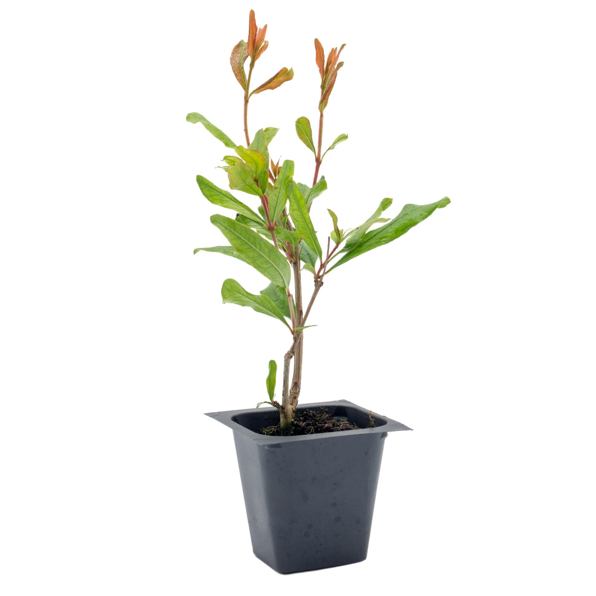 1 Pomegranate Wonderful Tree | Live Sapling in 2.5-inch Nursery Cube | Punica Granatum 'Wonderful' Variety | Hardy Deciduous Trees and Shrubs | Red Fruit-Bearing Plant