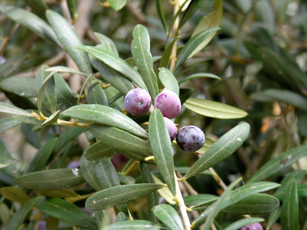 Olive Tree - 'Arbequina' - Olea europaea - live plant