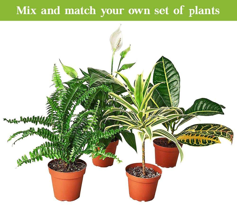 Ficus Elastica 'Ruby Pink' Live Plant for Indoor | Different Houseplants in 4'' & 6'' Pot | Real House Plant for Living Room, Office, Desk & Bathroom | Variegated Rubber Tree