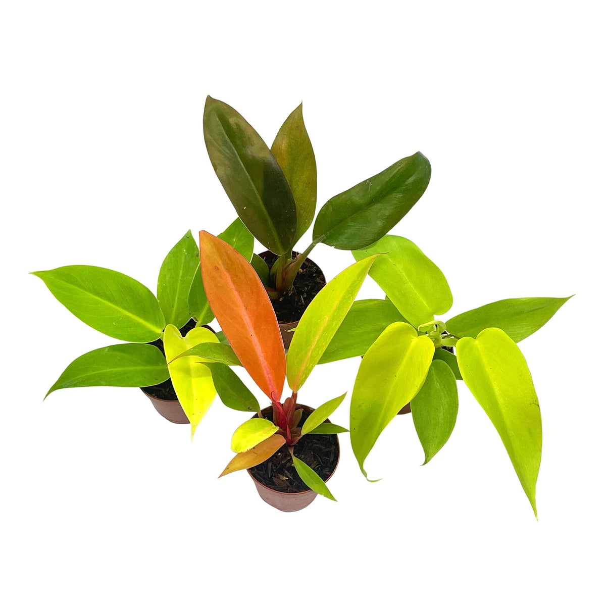 BubbleBlooms Philodendron Assortment Set, 2 inch pots, 4 Different Philo Imperial House Plants