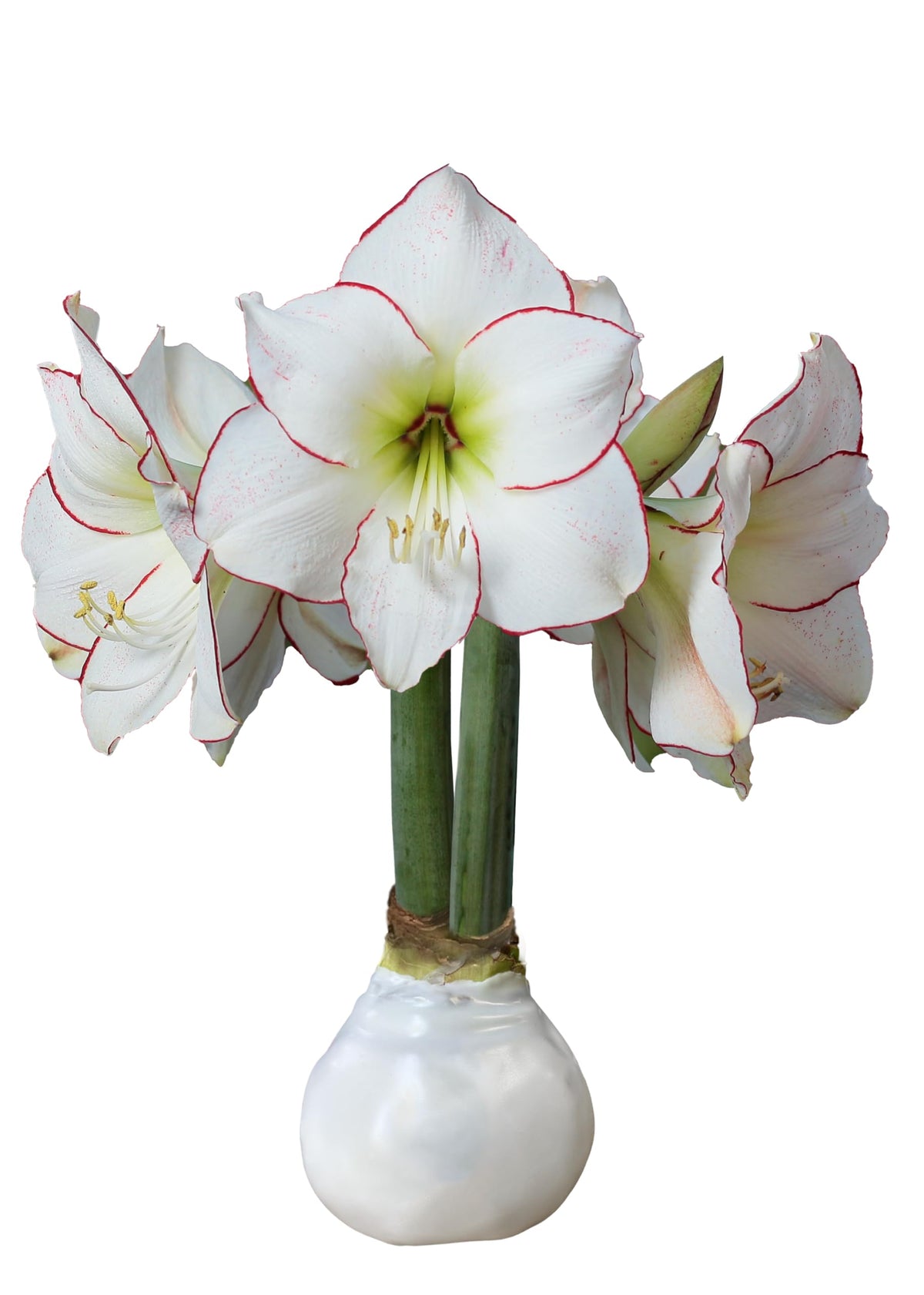 White Wax Picasso Amaryllis Bulb 32/34cm