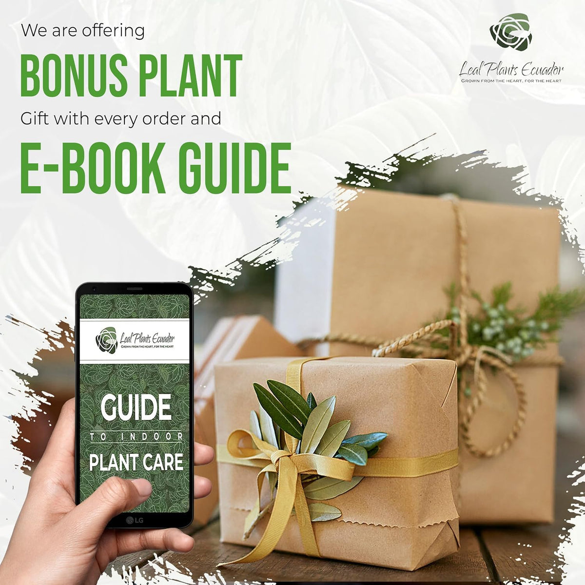 LEAL PLANTS ECUADOR Caladium Limelite Fancy, Begonia Cruz de Hierro, Echeveria Dark Purple, Epipremnum Aureum, Sansevieria Black & Gold (Pack of 5) Live Plant Perfect for Indoor & Outdoor