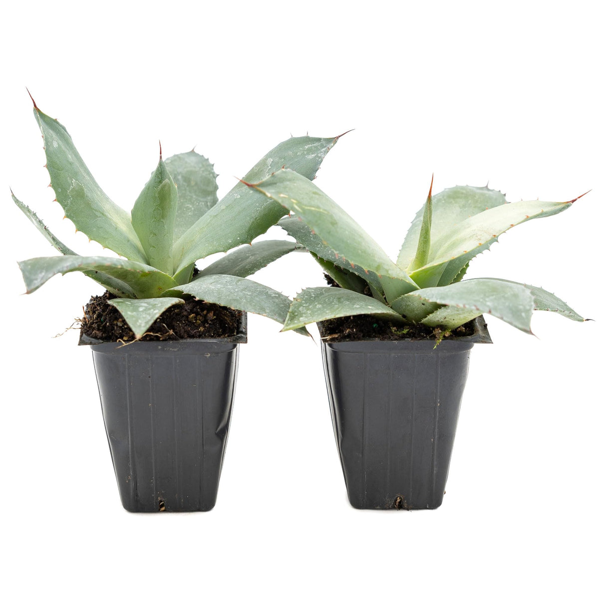 2 Artichoke Agave Succulents (Agave parryi VAR. truncata) | Live Evergreen Plant with Blue-Gray Rosette Form | Drought-Tolerant & Cold-Hardy for Landscaping, Rock Gardens & Containers in 3.5" Cubes
