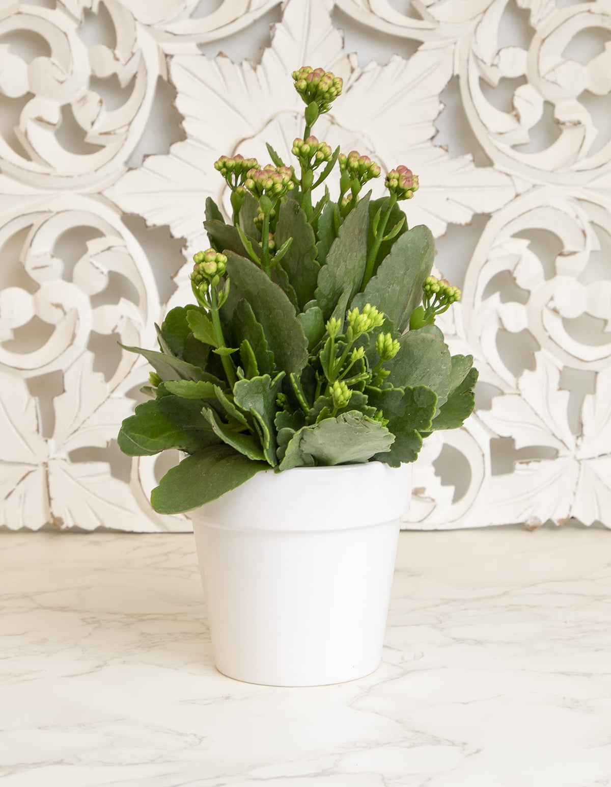 Kalanchoe Plant Succulents Plants Live Houseplants in White Planter, Live Succulents Live House Plants, Succulent Plants Live Plants Indoor Plants, Live Succulent Plant Lover Gifts by Plants for Pets