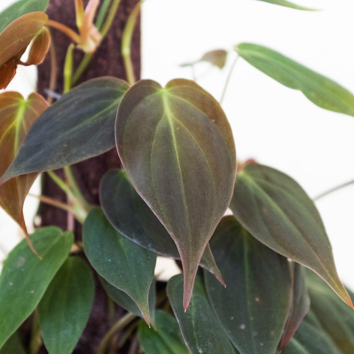 Philodendron 'Velvet' | Live Plant for Indoor & Outdoor | for Living Room, Office, Bathroom | (6" Pot)
