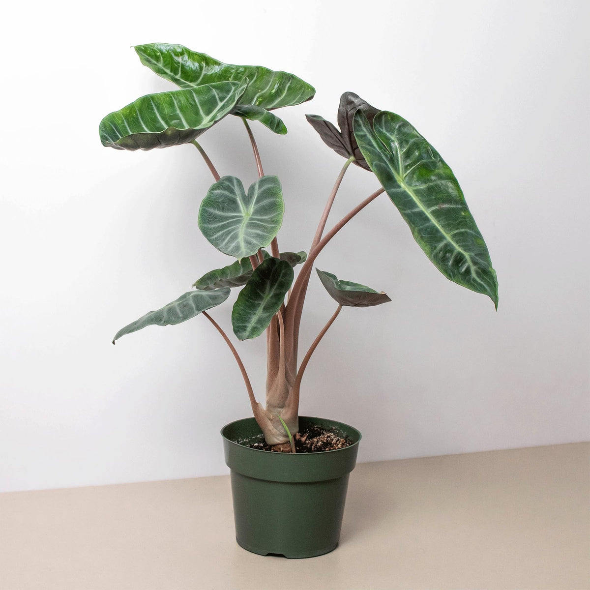 Alocasia Pink Dragon | Live Plant for Indoor & Outdoor | for Living Room, Office, Bathroom | (6" Pot)