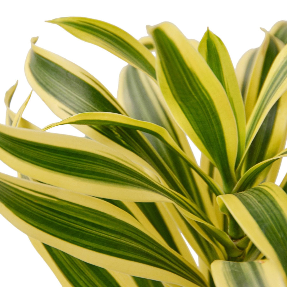 7 Pack Dracaena 'Song of India' in 4in Pot - Live Plants Tropical Houseplants | Variegated | USA Growers | The Snobby Leaf