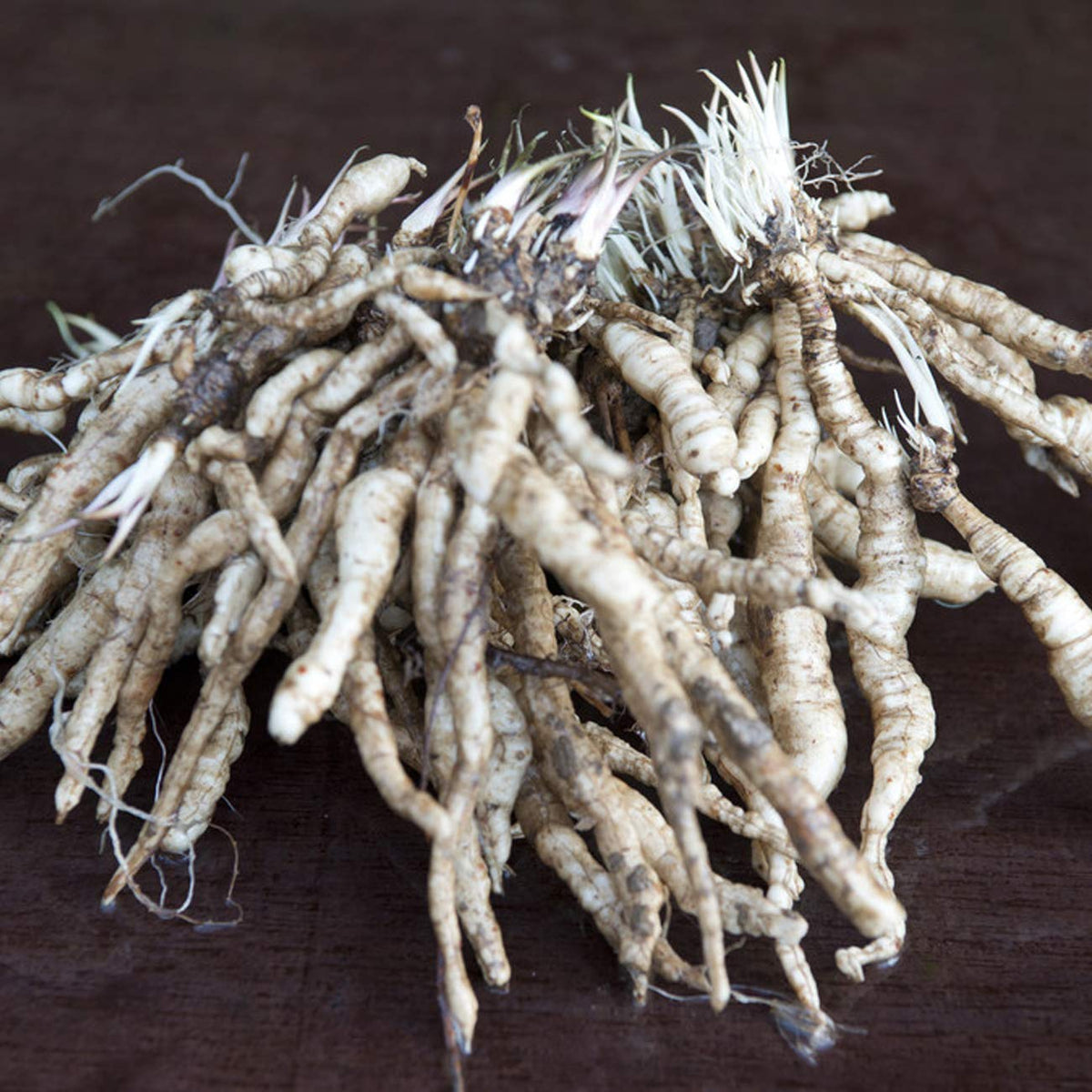 Van Zyverden Tall Phlox Paniculata Starburst Set of 5 Roots