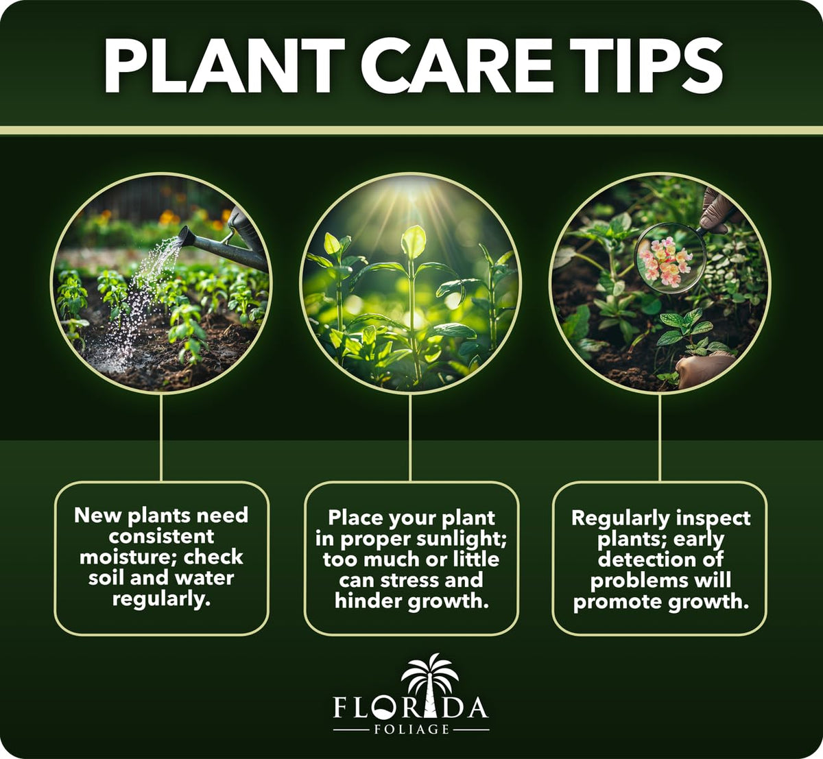 Ligustrum Waxleaf Privet | 1 Large Trade Gallon Size Plants | Blooming Evergreen Tree Privacy Hedge