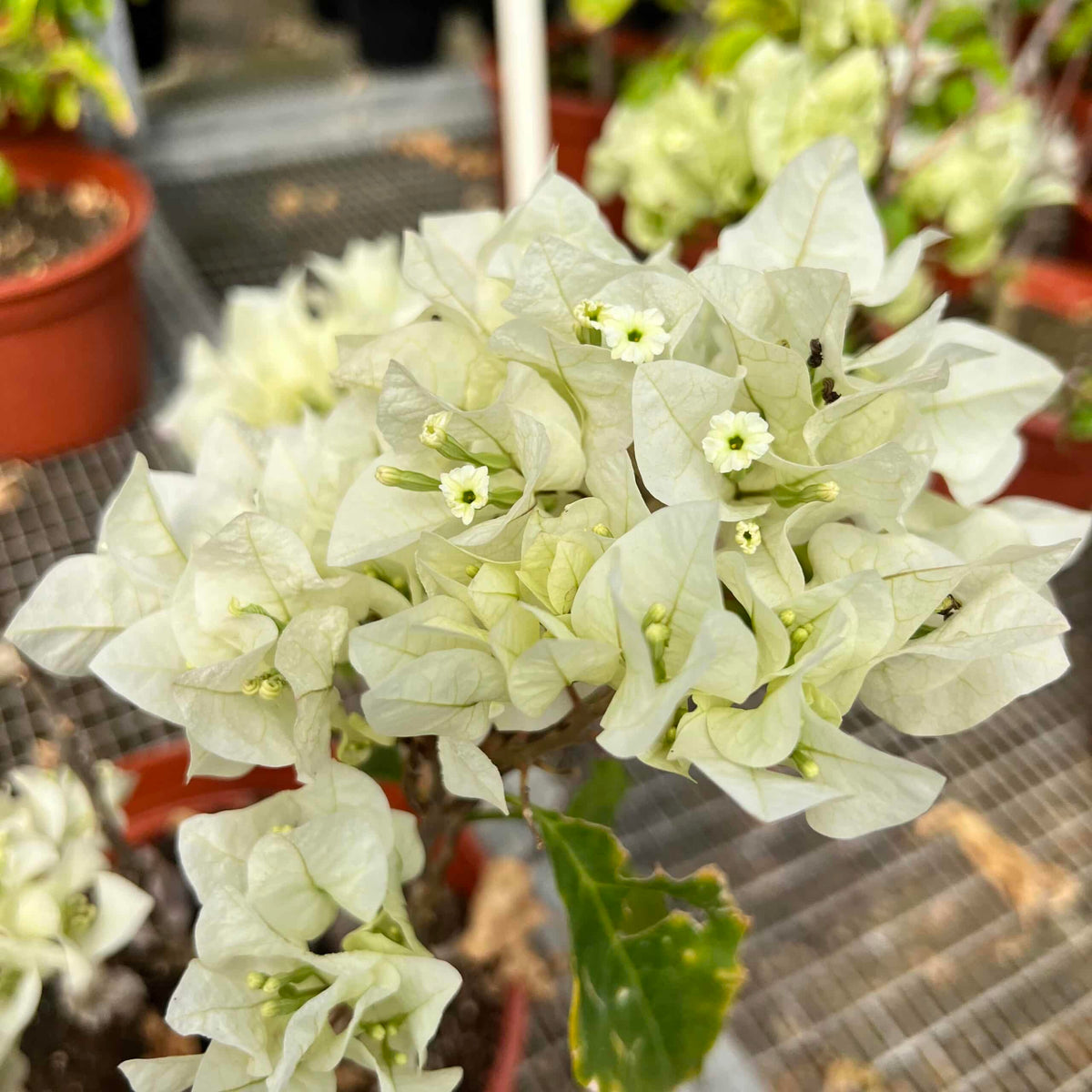 Live Plant - White Flower Plant/White Trinitaria (Bougainvillea Glabra Alba) Live Plant 1’-2’ Feet Tall