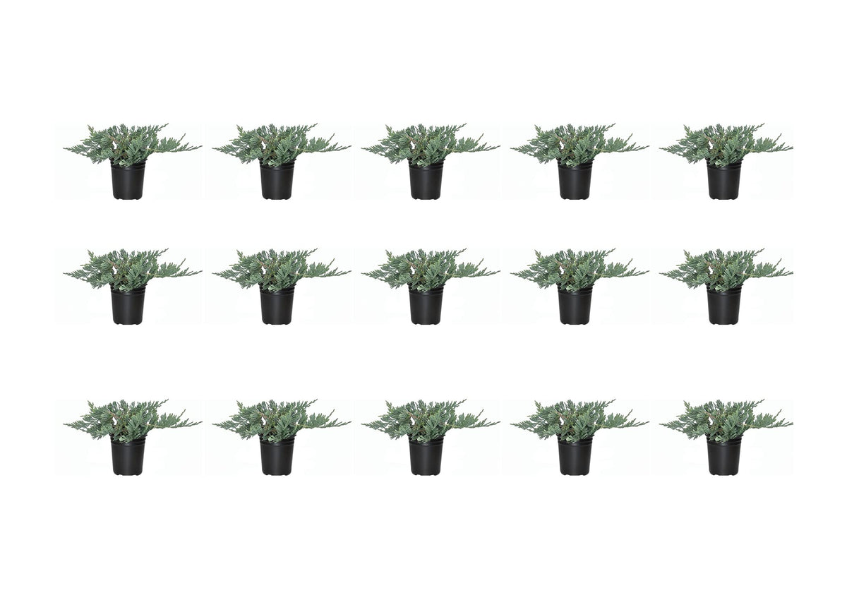 Blue Rug Juniper - 15 Live Plants - 4" Container Low Maintenance Evergreen Ground Cover