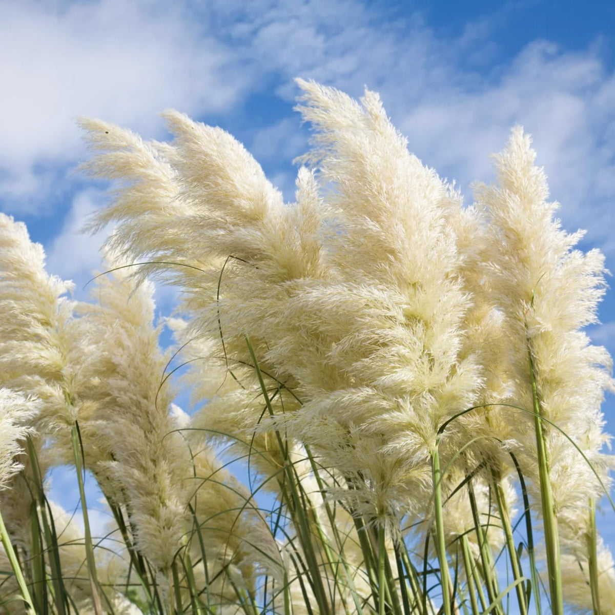 2 White Pampas Grass Plants Live, 5-9 Inch Tall, Ornamental Grass Live Plants for Outdoor Landscaping