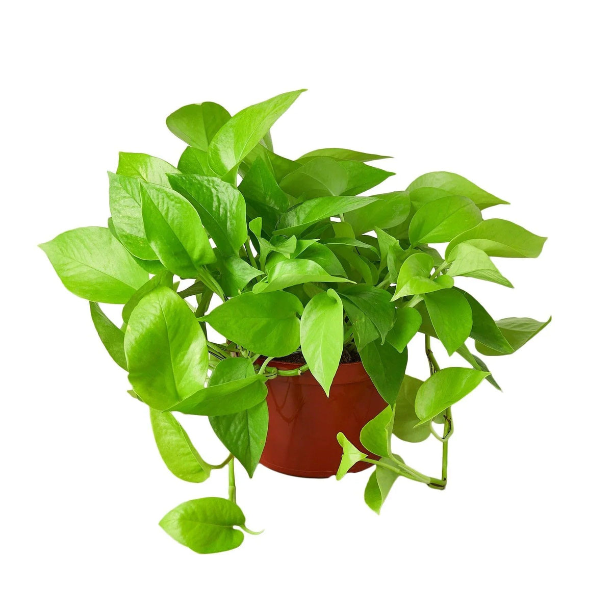Pothos 'Neon' | Live Plant for Indoor & Outdoor | for Living Room, Office, Bathroom | (3" Pot)