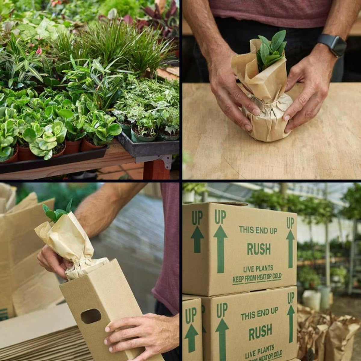 Palm 'Parlor' | Live Plant for Indoor & Outdoor | for Living Room, Office, Bathroom | (6" Pot, White Cylinder)