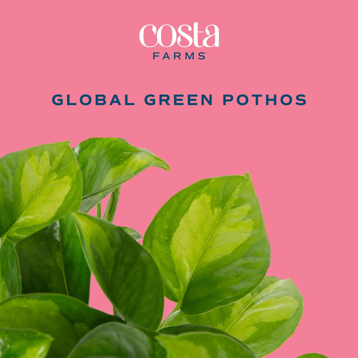 Costa Farms Global Green Pothos Live Plant in Self Watering Pot, Air Purifying Indoor Houseplant, Perfect for Home, Room, or Office Decor, Great House Warming or Birthday Gift, 10-12 Inches Tall