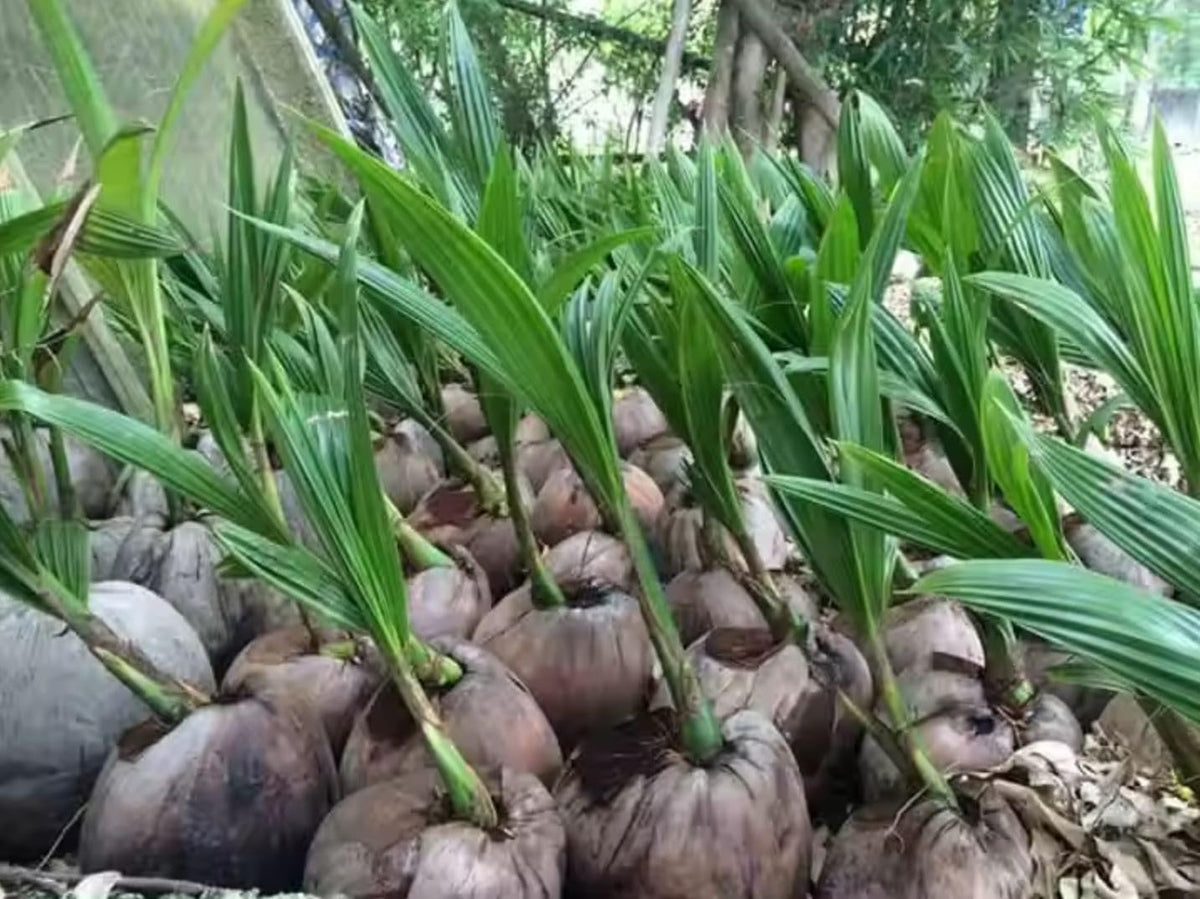Live Coconut Palm Tree 1-4 Feet Large Sprouted Cocos Nucifera Plant for Indoor & Outdoor Green Dwarf Malayan