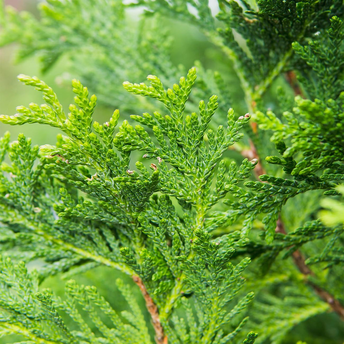 Perfect Plants Thuja Green Giant 3 Gallon | Live Evergreen Tree for Landscaping & Privacy | Grows 3-5 Feet Per Year