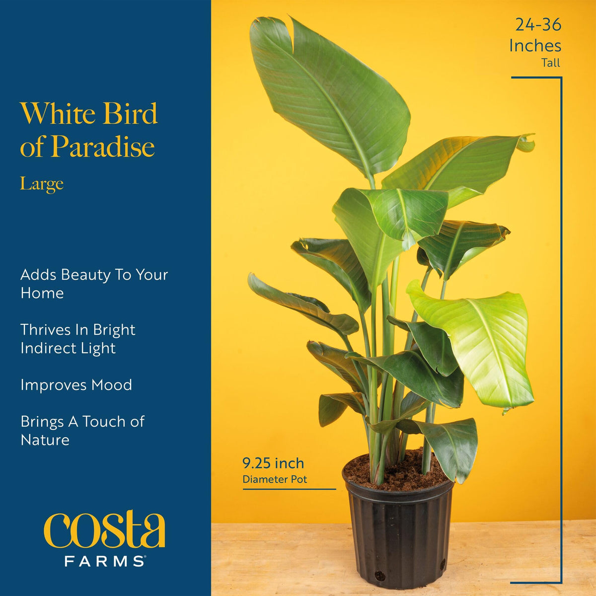 Costa Farms White Bird of Paradise Live Plant in Decorative Pot, Large Indoor Houseplant, Perfect for Home, Room, or Office Decor, Great House Warming or Birthday Gift, 2-3 Feet Tall