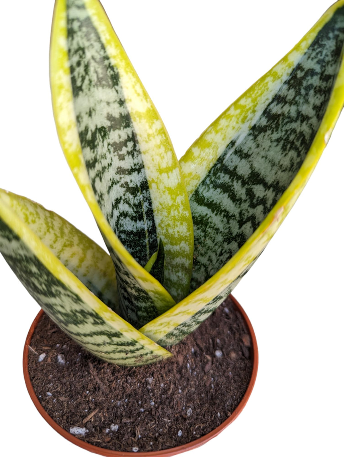Generic Superba Snake Plants - Sanseveria, 3 Pack, Impossible to Kill, 4 Inch Pots, Indoor/Outdoor, Green/yellow