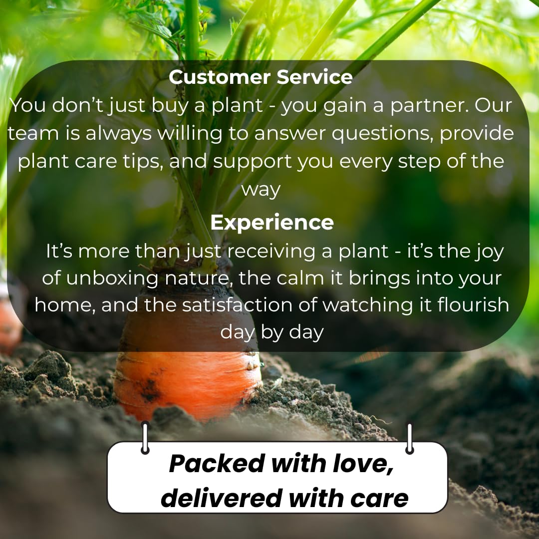 2 French Tarragon Plant Live, 4-Inch Tall Tarragon Plant, Non-GMO, Fast Growing Herb Plants for Garden Beds, Not Seeds