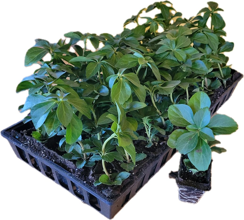 Pachysandra Terminalis Hardy Groundcover 50 Plants 2" Peat Pots