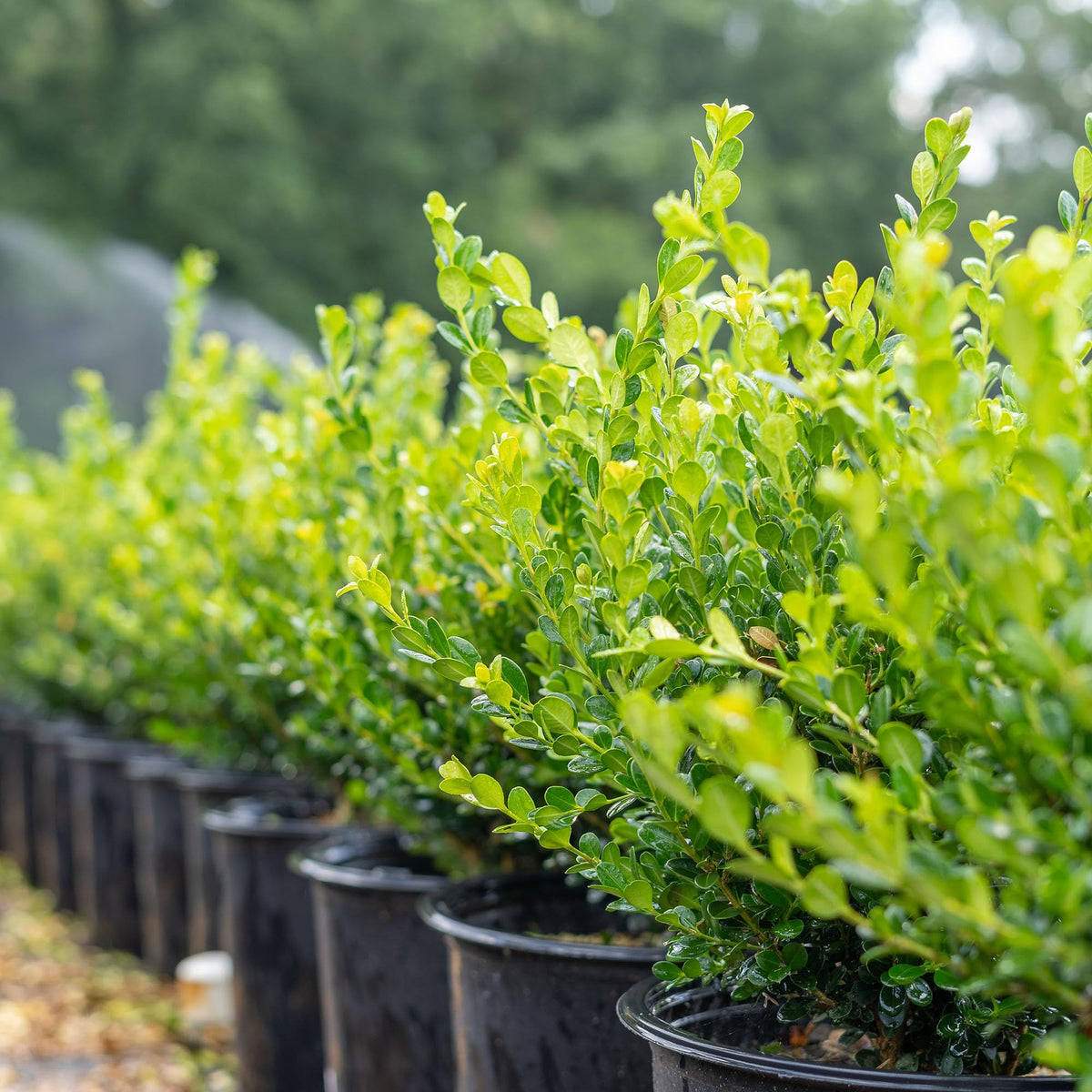 Perfect Plants Winter Gem Boxwood 1 Gallon | Live Shrub for Landscaping, Topiary, Hedges | Evergreen & Low Maintenance