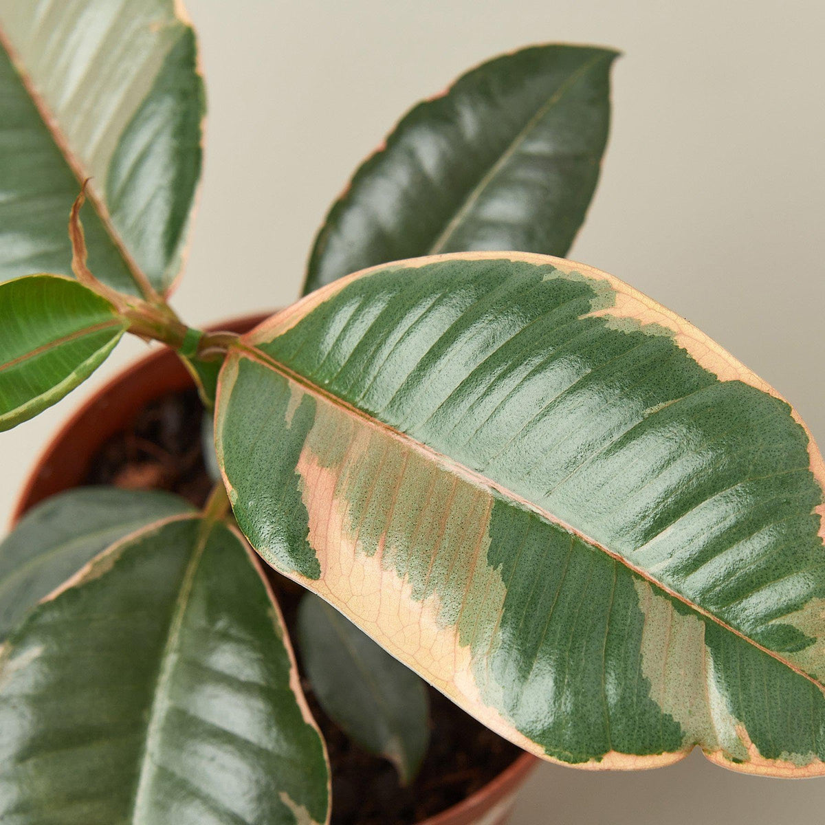 Ficus Elastica 'Ruby Pink' | Live Plant for Indoor & Outdoor | for Living Room, Office, Bathroom | (4" Pot)