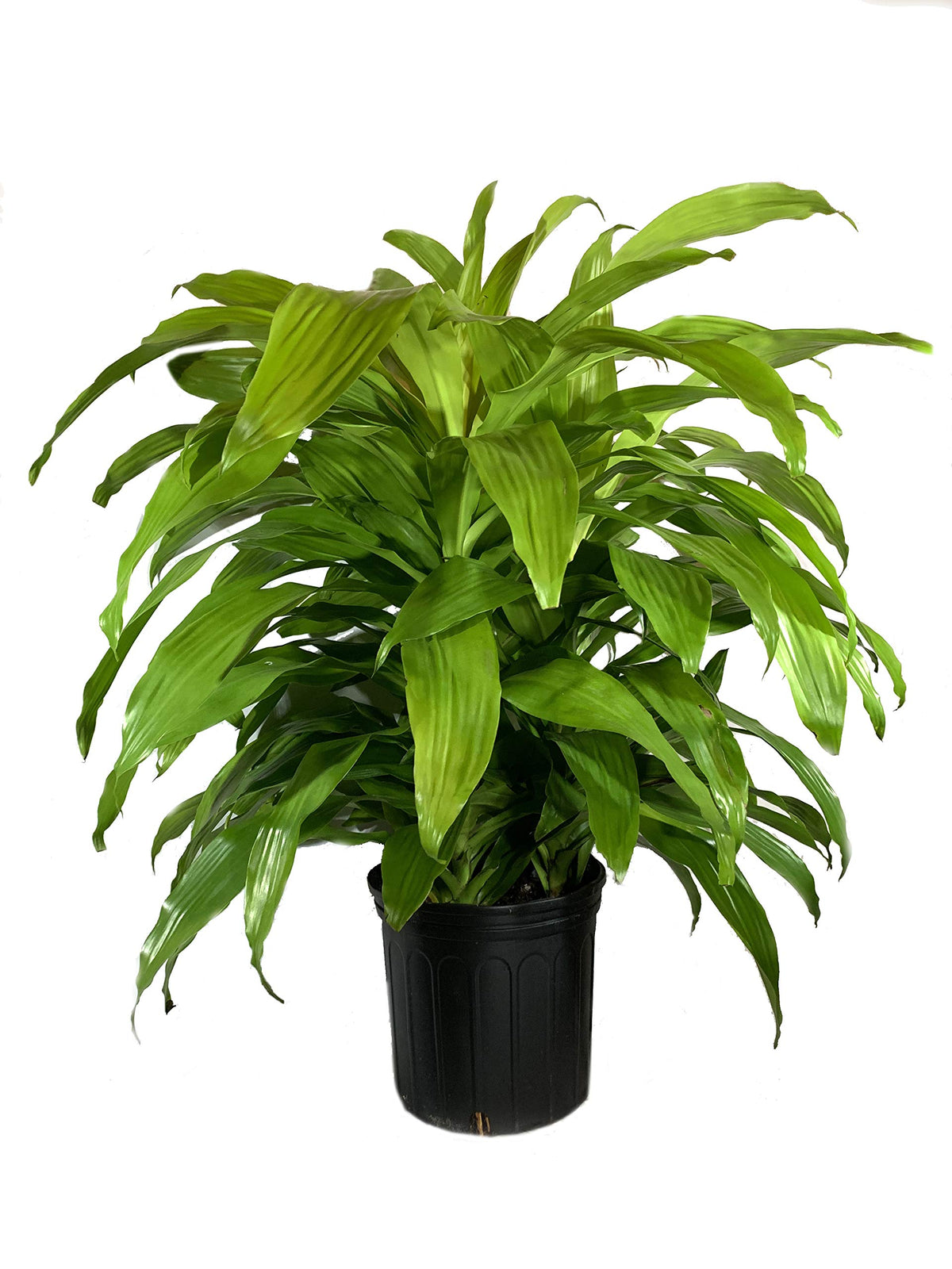 Dracaena Lime Light - Live Plant in an 10 Inch Growers Pot - Dracaena Fragrans 'Limelight' - Beautiful Indoor Air Purifying Houseplant