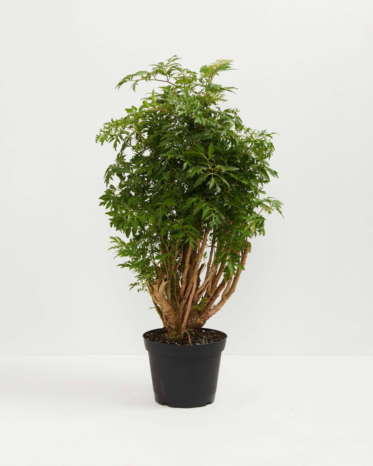 Ming Aralia Tree Plant 6" Grower Pot by JMBamboo