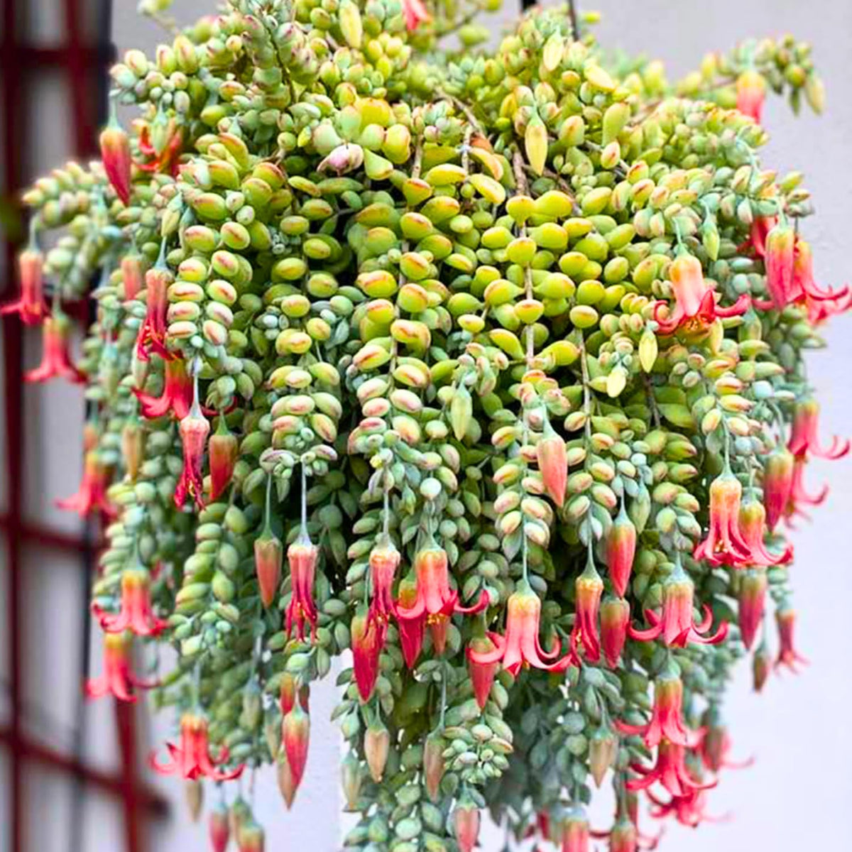 1 Cotyledon Pendens Succulent Plant Live, Trailing Succulent Live Houseplant in 2 Inch Pot, Ornamental Cotyledon Pendens