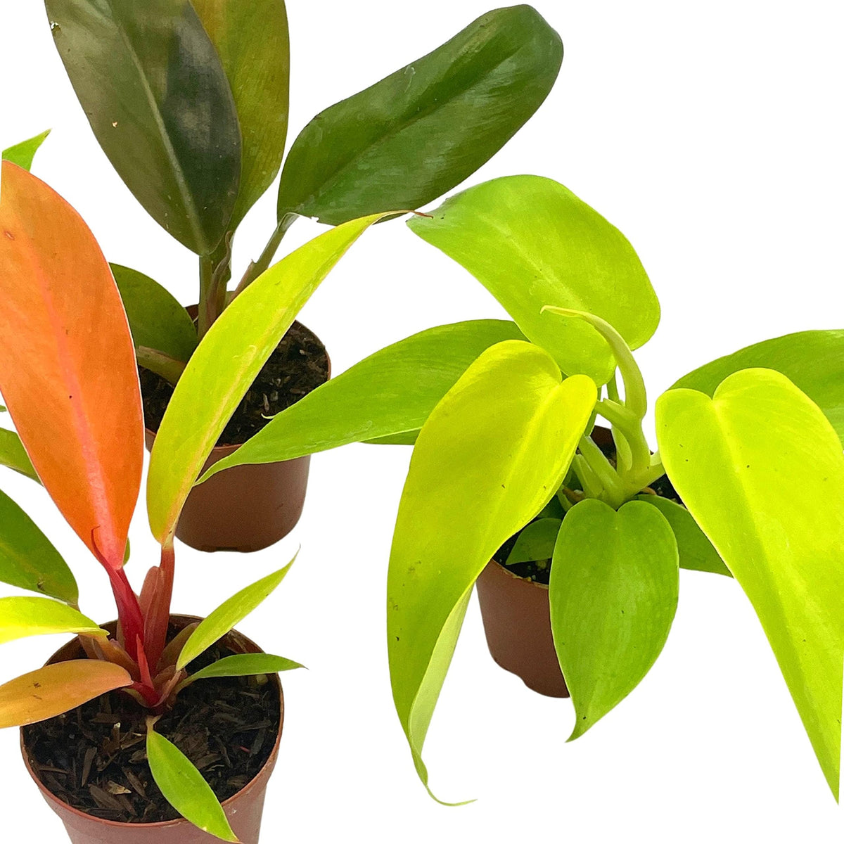 BubbleBlooms Philodendron Assortment Set, 2 inch pots, 4 Different Philo Imperial House Plants