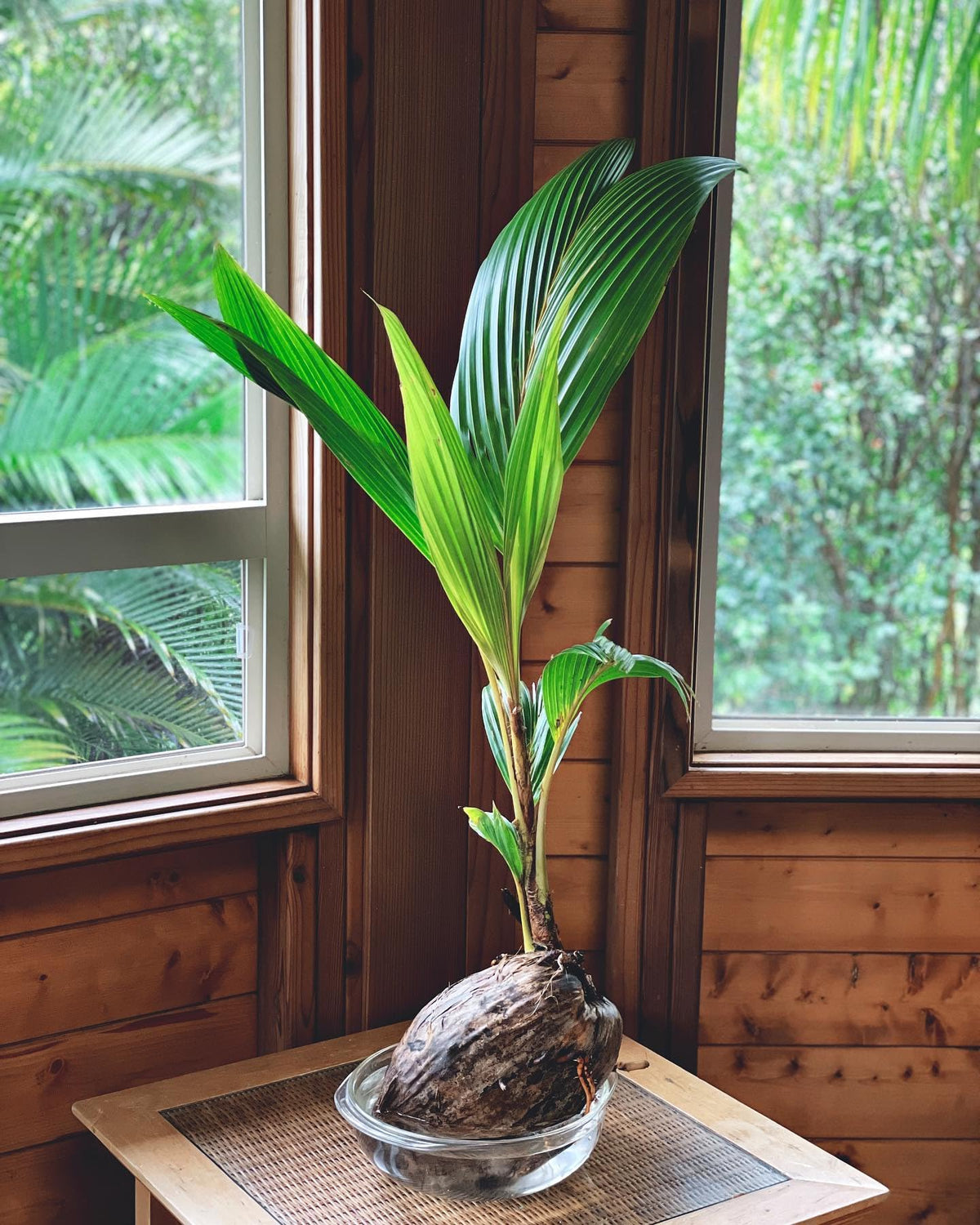 Live Coconut Palm Tree 1-4 Feet Large Sprouted Cocos Nucifera Plant for Indoor & Outdoor Green Dwarf Malayan