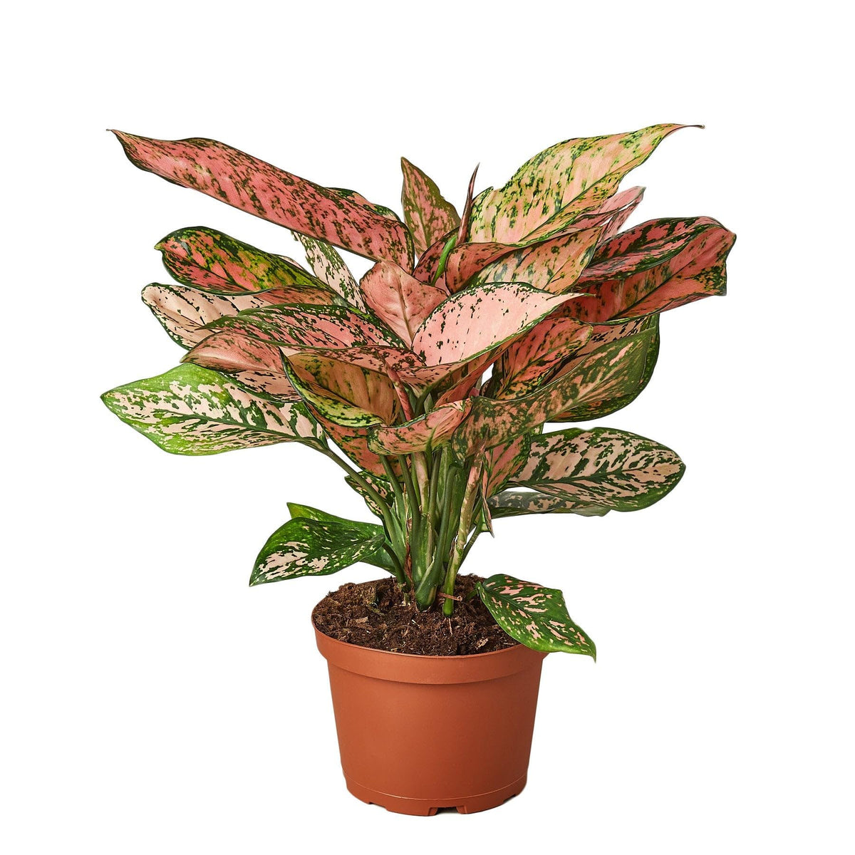 4 Pack Chinese Evergreen 'Lady Valentine' in 2in Pot - Live Plants Tropical Houseplants | Variegated | USA Growers | The Snobby Leaf
