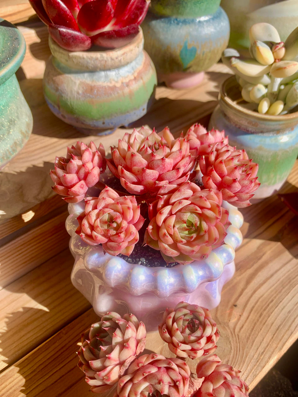 Echeveria Ben Badis Rare Live Succulent Plants, Red 4-5 Heads 3" Live Plant, Package Without Pot & Soil, Garden Indoor Office Desk, Wedding Party Baby Shower Decoration, Friend Plant Lovers Gifts