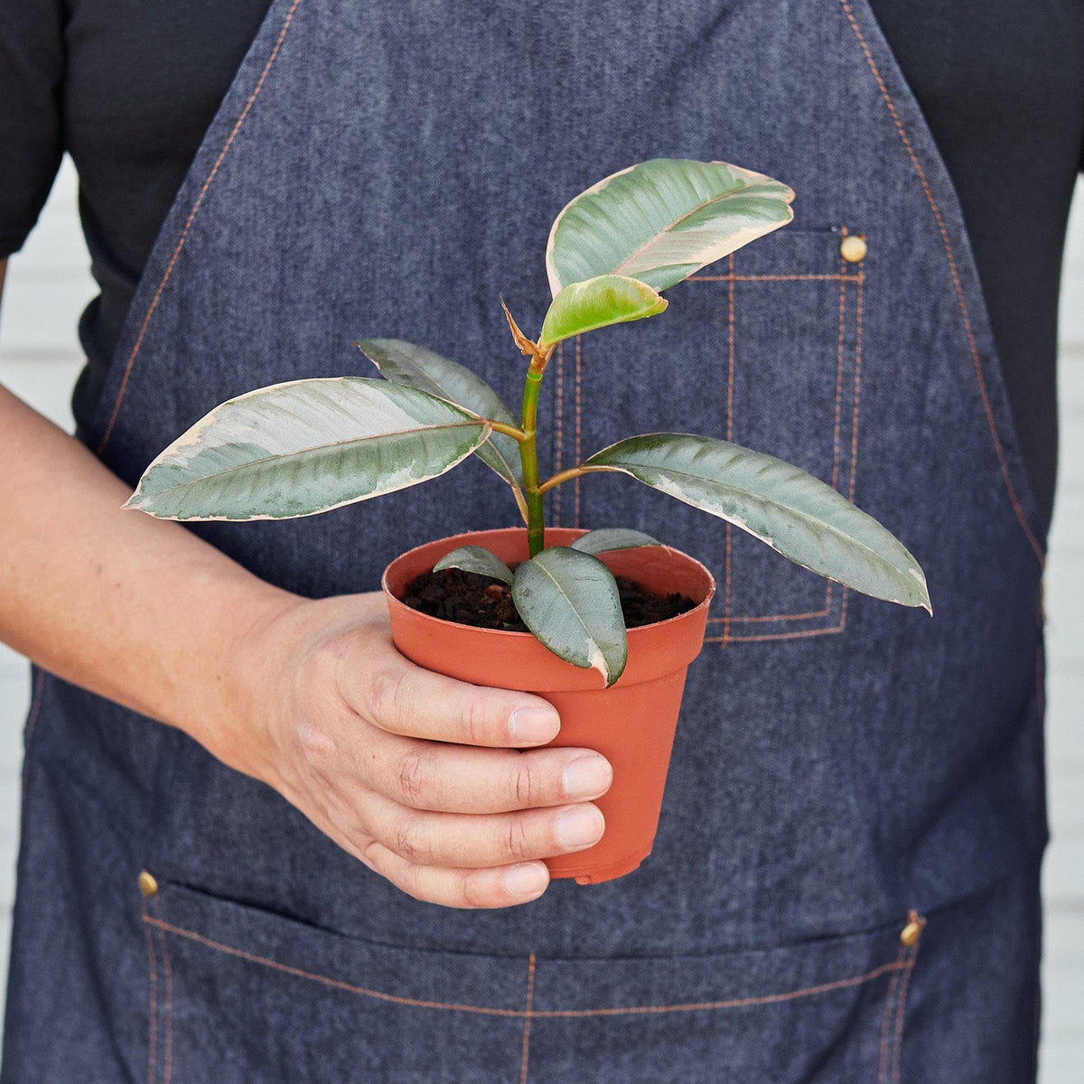 Ficus Elastica 'Ruby Pink' | Live Plant for Indoor & Outdoor | for Living Room, Office, Bathroom | (4" Pot)