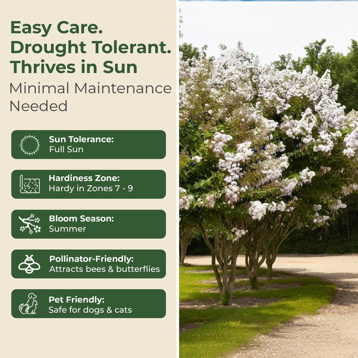 Crape Myrtle Natchez Shrub with White Flowers - Summer Blooming Flowering Trees in 3 Gal Pot - Grows Upto 12-16' x 6-8' - Low Maintenance Shrubs (1 Count)