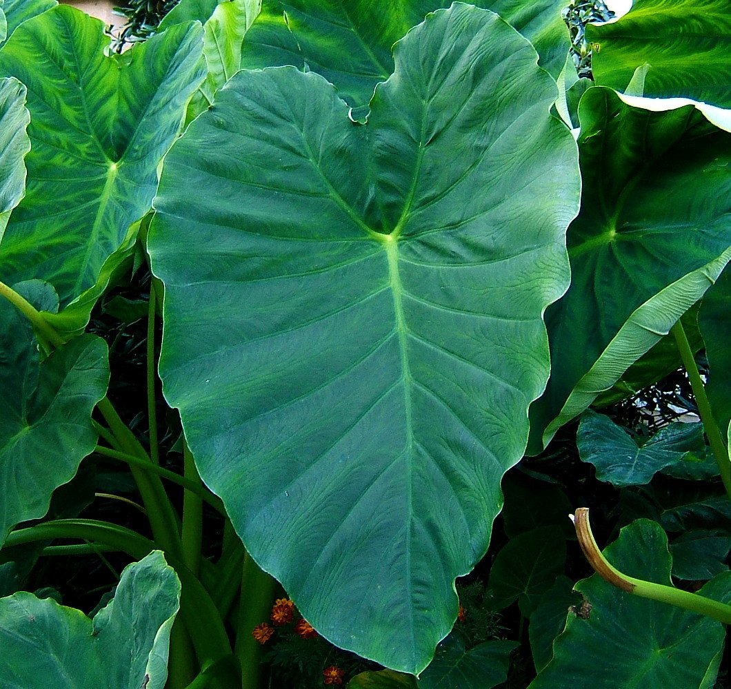 Elephant Ear - 1 Large Bulb 13/15" - Colocasia esculenta