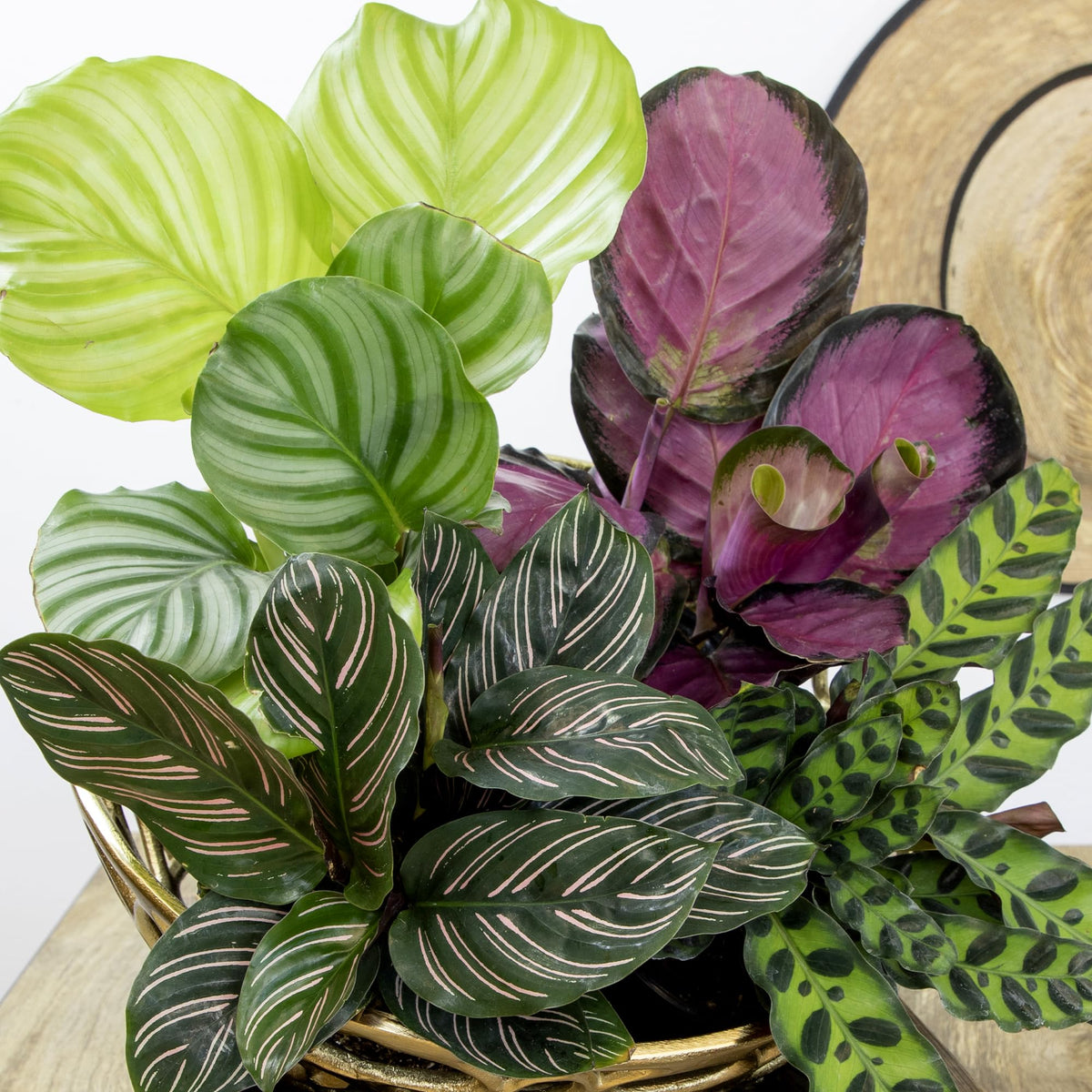 Live Calathea Houseplant (4 Pack), Pet Safe Plants for Cats & Dogs, Makoyana, Rattlesnake, Roseopicta, Air Purifying Indoor Plant Mix, Freddie, Orbifolia, Prayer Plants, Real Calatheas, 4.25 in. Pots