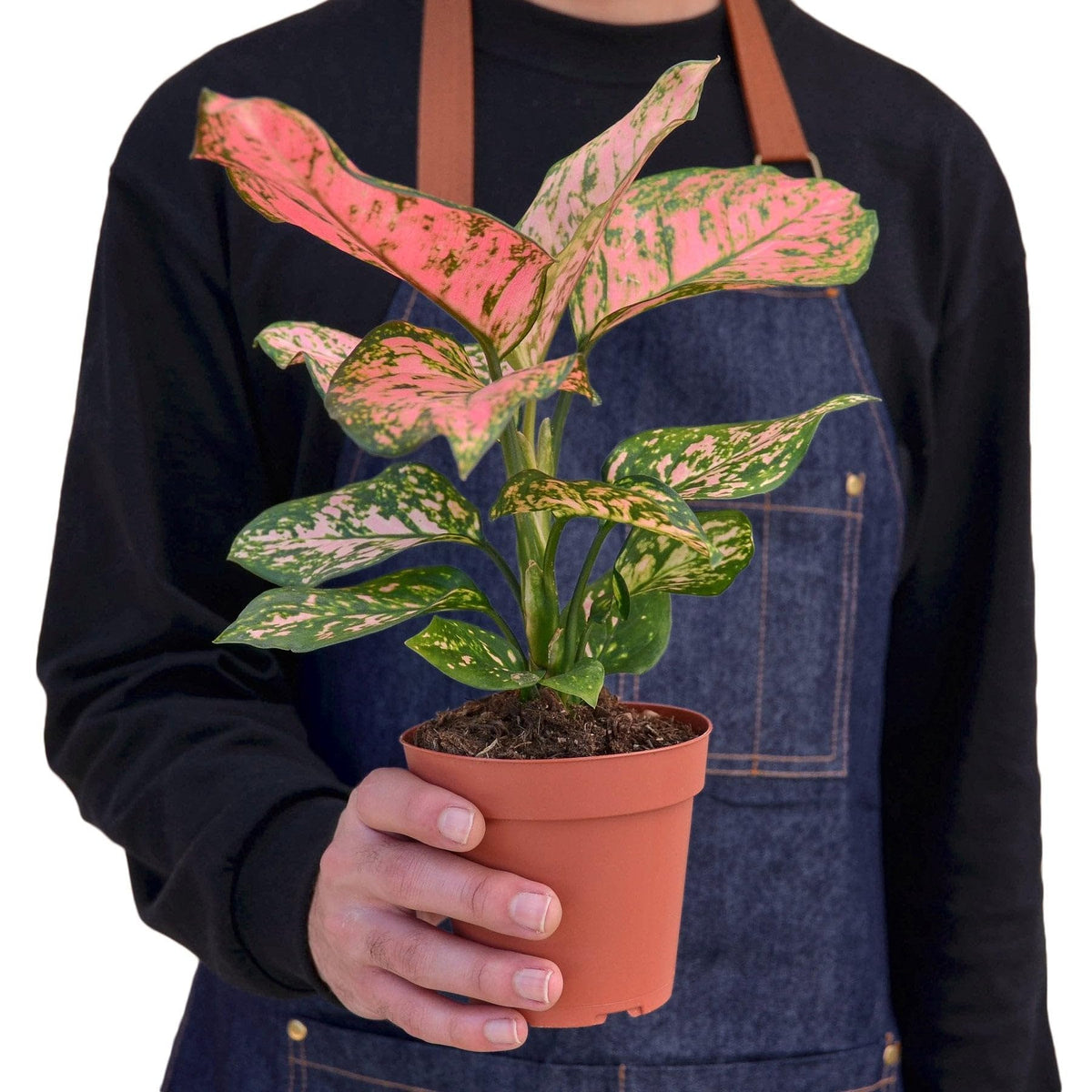 4 Pack Chinese Evergreen 'Lady Valentine' in 2in Pot - Live Plants Tropical Houseplants | Variegated | USA Growers | The Snobby Leaf