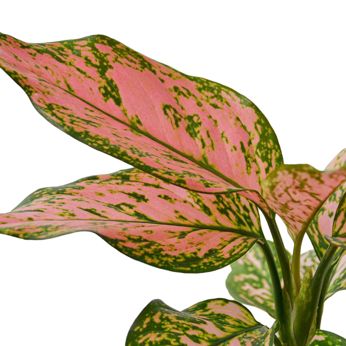 4 Pack Chinese Evergreen 'Lady Valentine' in 2in Pot - Live Plants Tropical Houseplants | Variegated | USA Growers | The Snobby Leaf